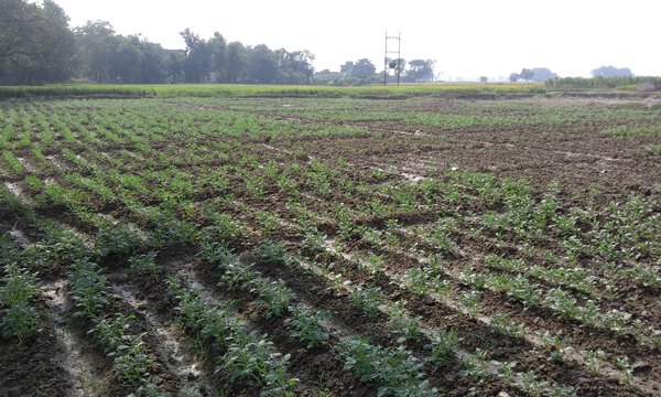 Potato field after irrigation in January month at Nadaon Village.